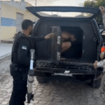 “Operação Tempus Veritatis”: Polícia Civil deflagra ação interestadual contra grupo investigado por homicídio e tráfico de drogas