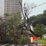 Árvore de grande porte cai e interdita Rua Mossoró com a Prudente de Morais em Natal