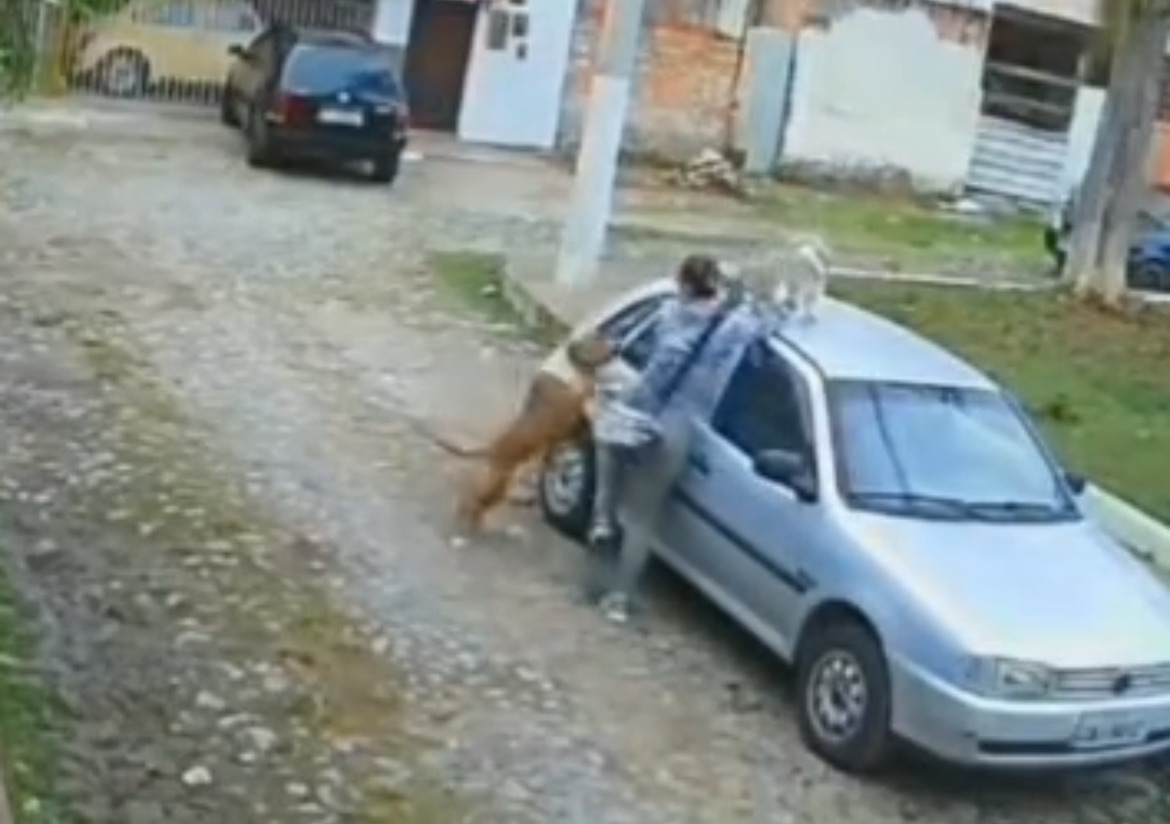 Pitbull é morto a facadas após atacar cachorro em praça; os dois animais morreram
