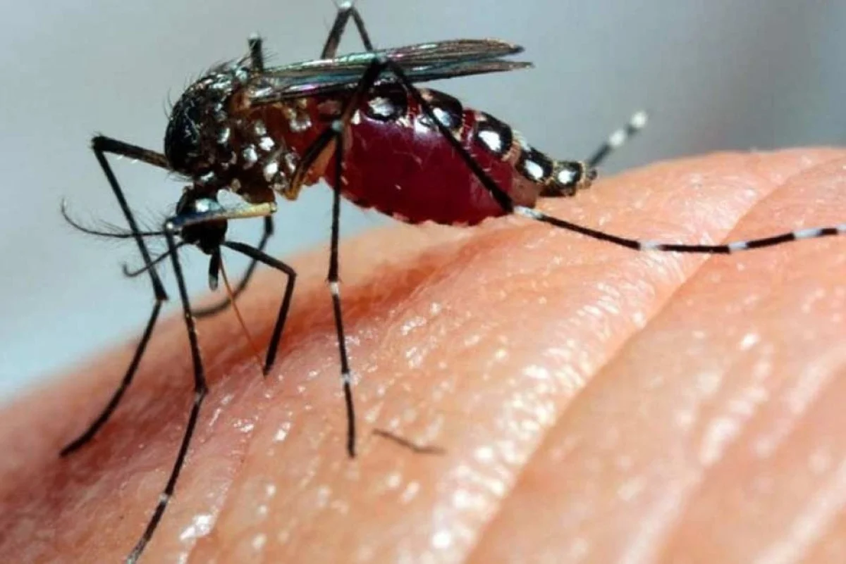 Natal inaugura fábrica de “mosquitos do bem” para combater dengue, zika e chikungunya