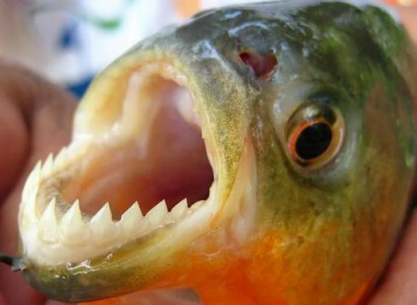 Banhistas são atacados por piranhas no Rio Piranhas, em Assú