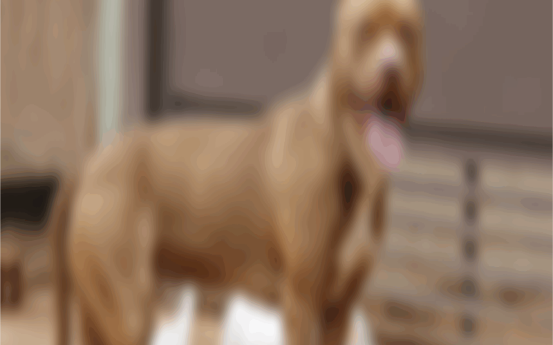 Criança de 1 ano é atacada por pitbull dentro de casa em Mossoró e caso gera revolta