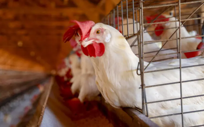Gripe aviária confirmada no Brasil faz China suspender compra de frango por 60 dias