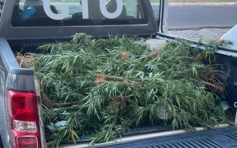POLÍCIA MILITAR ENCONTRA PLANTAÇÃO DE MACONHA EM RESIDÊNCIA NO BAIRRO FRUTILÂNDIA, EM ASSÚ