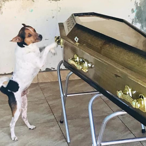 Parnamirim aprova lei que permite sepultamento de pets com seus tutores