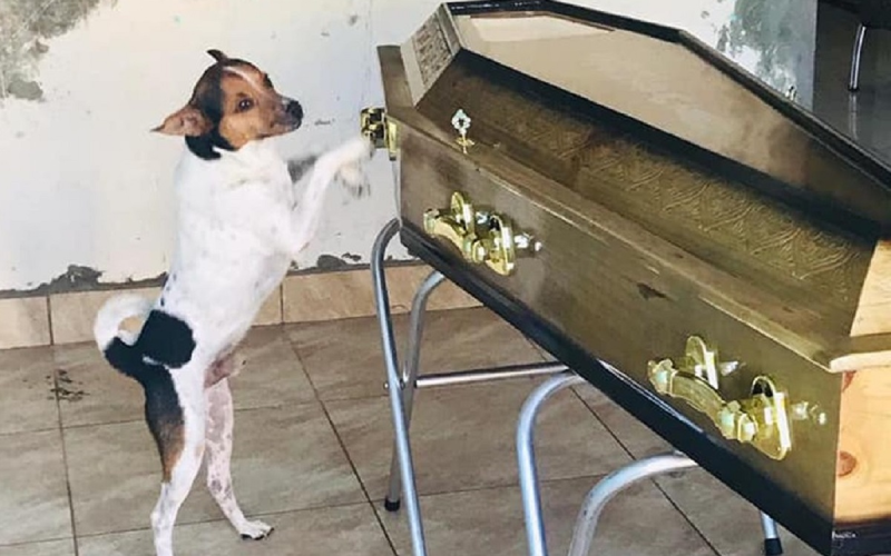 Parnamirim aprova lei que permite sepultamento de pets com seus tutores