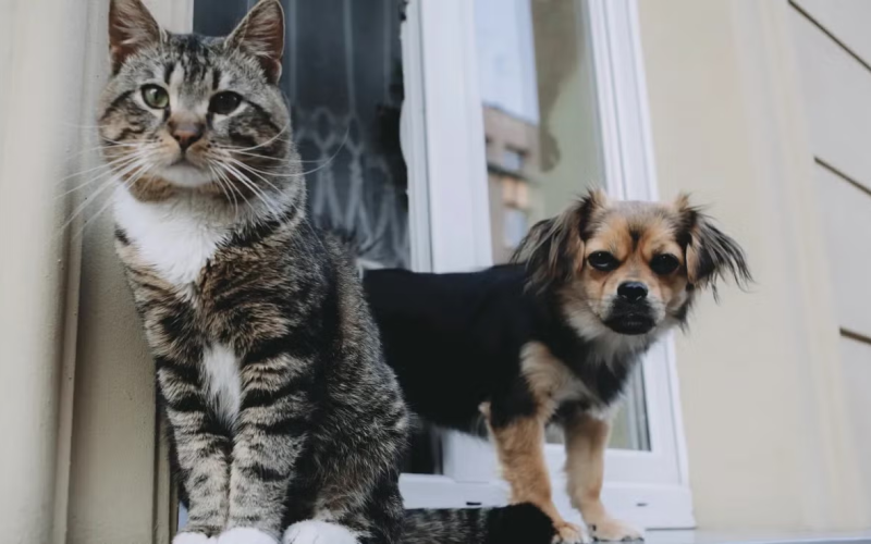 Animais domésticos agora têm RG: Cadastro Nacional gratuito está disponível para tutores de cães e gatos