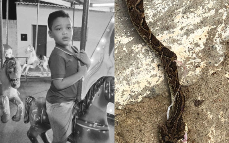Menino de 4 anos morre após picada de cascavel dentro de casa no RN