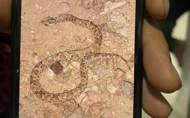 Menina de 7 anos é picada por cobra jararaca em comunidade rural de Parelhas
