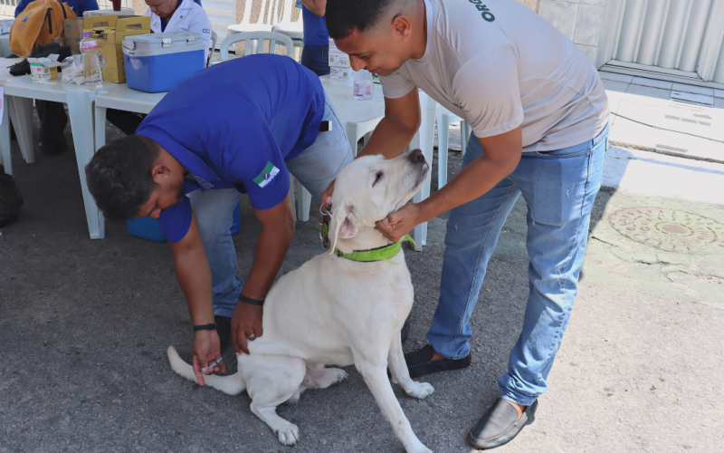 Vacinação antirrábica começa nesta sexta (1º) em Natal; veja locais e horários