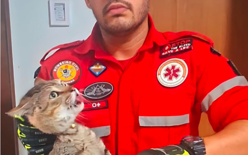 Mulher sofre ataque de gato em João Câmara e é hospitalizada com ferimentos graves