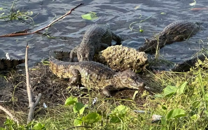 População em alerta: aumento de jacarés em lago de Maracajaú preocupa moradores