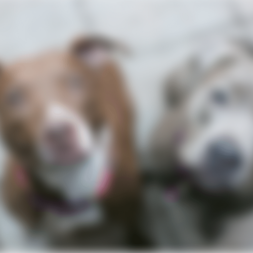 Policial mata dois pitbulls a tiros após confusão em São Gonçalo do Amarante; versões são contraditórias