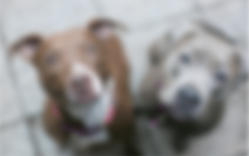Policial mata dois pitbulls a tiros após confusão em São Gonçalo do Amarante; versões são contraditórias