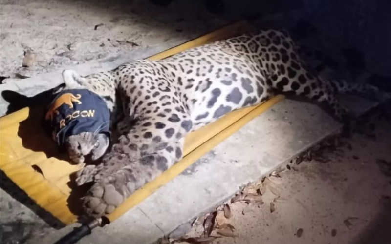 Onça que matou caseiro no Pantanal é capturada