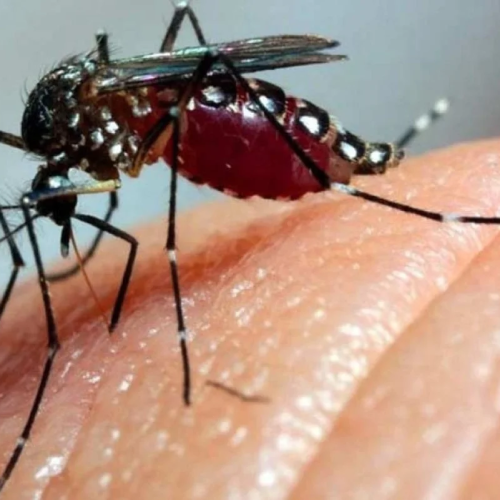 Natal inaugura fábrica de “mosquitos do bem” para combater dengue, zika e chikungunya