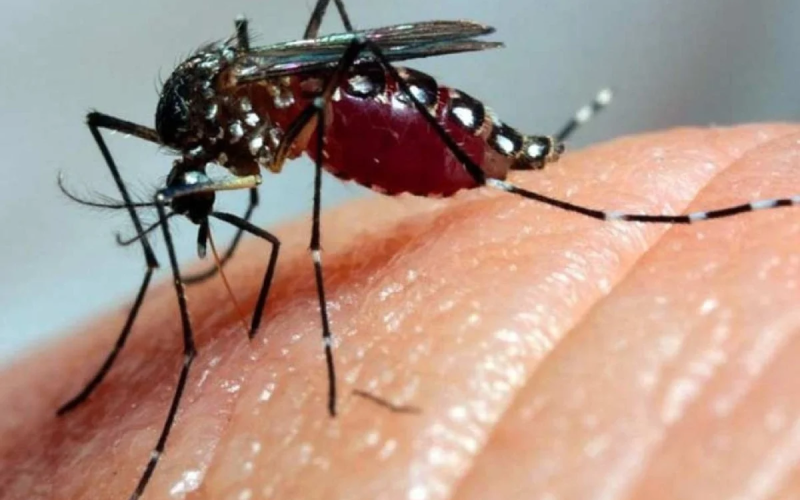 Natal inaugura fábrica de “mosquitos do bem” para combater dengue, zika e chikungunya