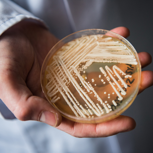 Natal confirma primeiro caso do “superfungo” Candida auris e acende alerta em hospitais
