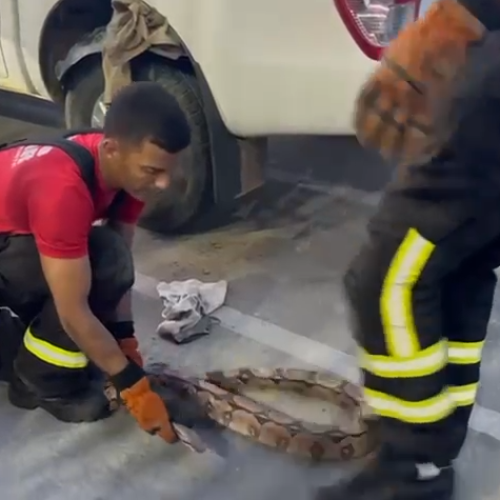 Surpresa no carro: jiboia é resgatada por bombeiros no interior do RN