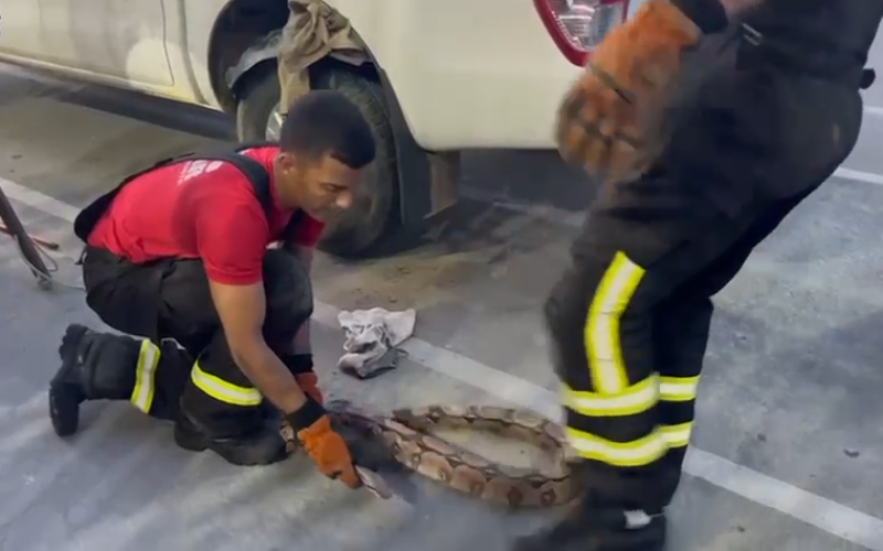 Surpresa no carro: jiboia é resgatada por bombeiros no interior do RN