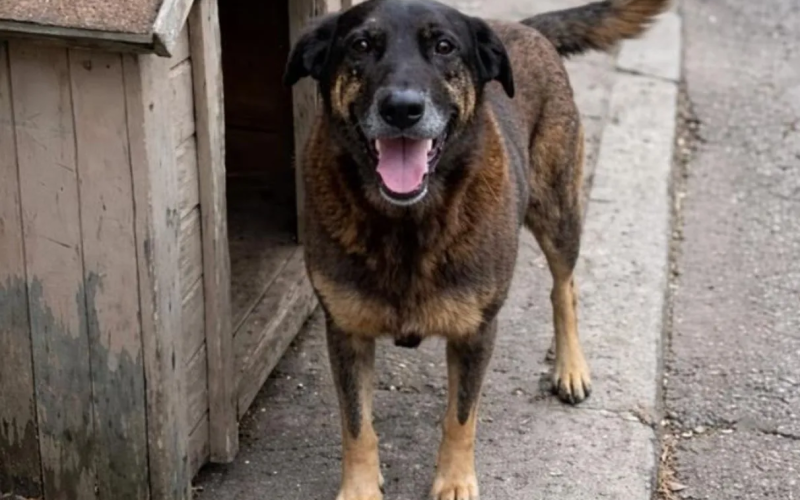 Adolescente pode ser internado após morte brutal do cão Orelha em SC; polícia conclui investigação