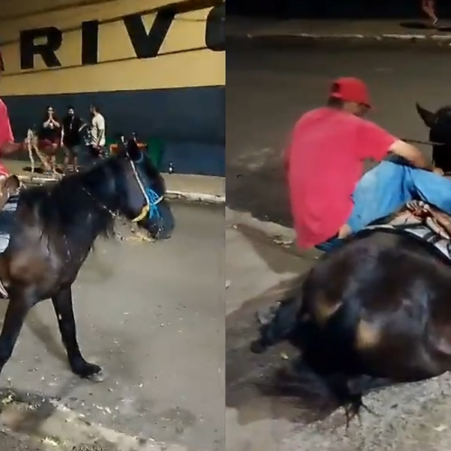 Revolta em Marília: cavalo cai de exaustão e caso vira investigação por maus-tratos
