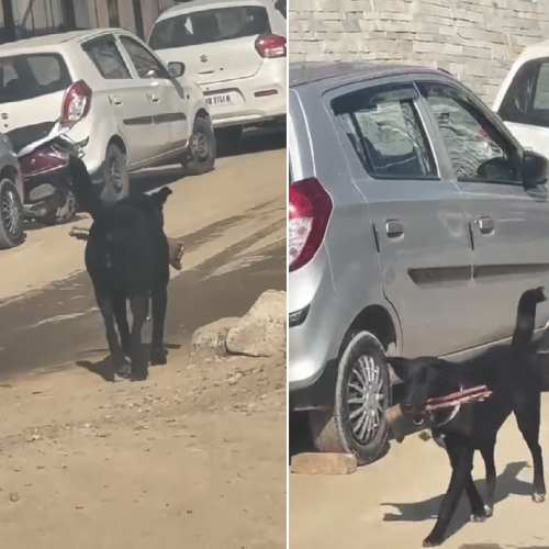 Vídeo de cachorro com suposto pé humano gera alerta próximo a hospital na Índia