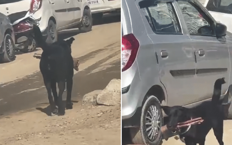 Vídeo de cachorro com suposto pé humano gera alerta próximo a hospital na Índia