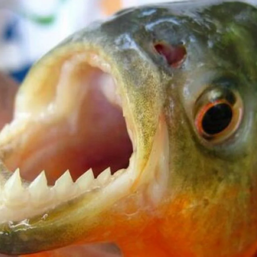 Banhistas são atacados por piranhas no Rio Piranhas, em Assú