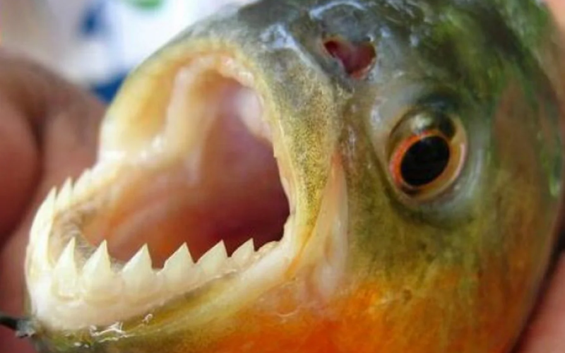 Banhistas são atacados por piranhas no Rio Piranhas, em Assú
