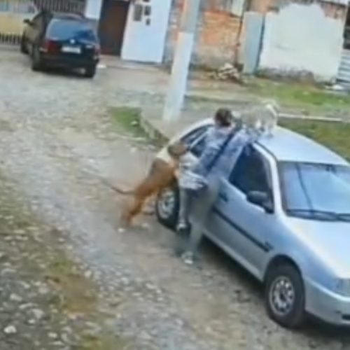 Pitbull é morto a facadas após atacar cachorro em praça; os dois animais morreram