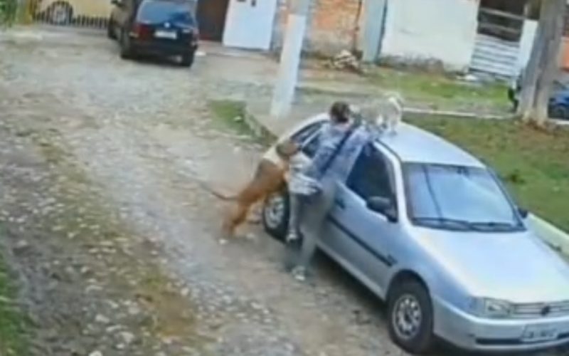 Pitbull é morto a facadas após atacar cachorro em praça; os dois animais morreram