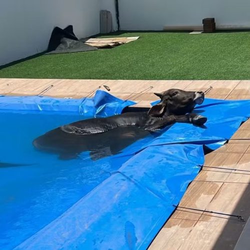 Boi é encontrado dentro de piscina em casa no interior do RN