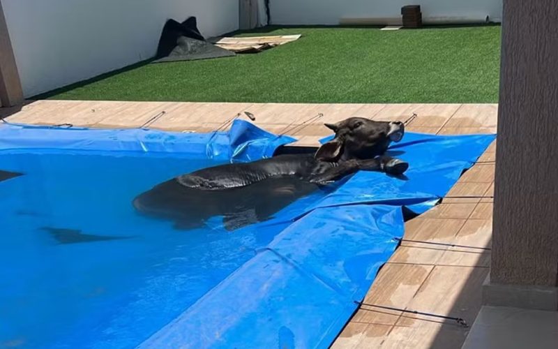 Boi é encontrado dentro de piscina em casa no interior do RN