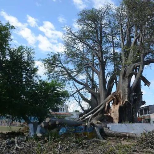 Bombeiros iniciam remoção do Baobá do Poeta após novos riscos e interdição de casas em Natal