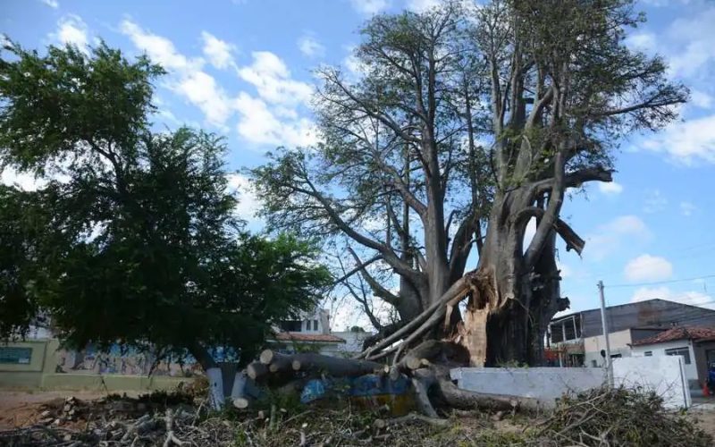 Bombeiros iniciam remoção do Baobá do Poeta após novos riscos e interdição de casas em Natal