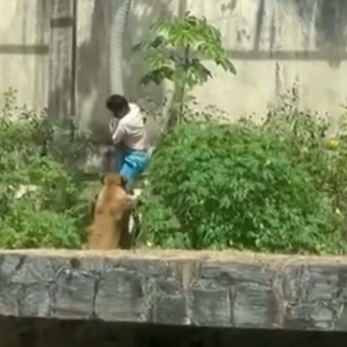 Homem morre após invadir jaula de leoa no Parque Arruda Câmara, em João Pessoa