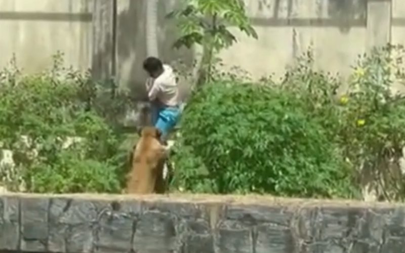 Homem morre após invadir jaula de leoa no Parque Arruda Câmara, em João Pessoa