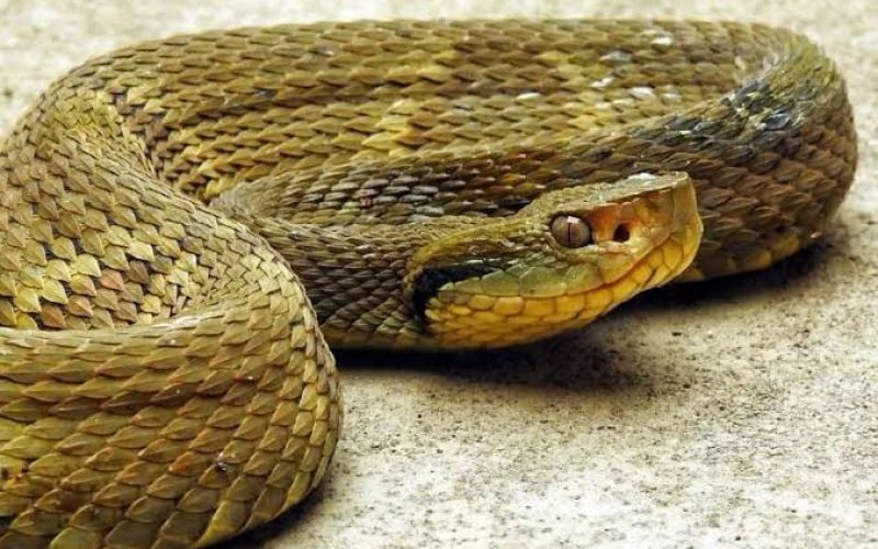 Criança é picada por jararaca enquanto brincava em creche na zona rural de Parelhas