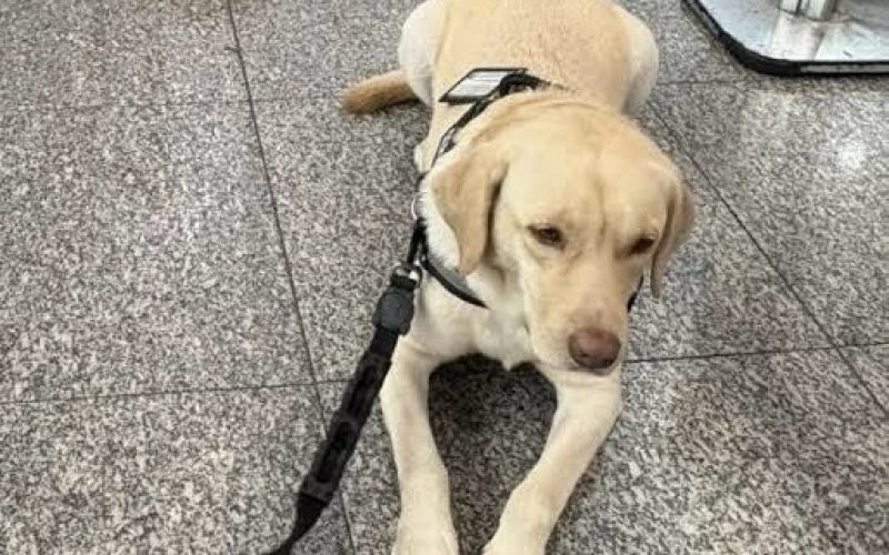 Cão de suporte emocional é barrado em embarque, e voo do RJ para Lisboa é cancelado