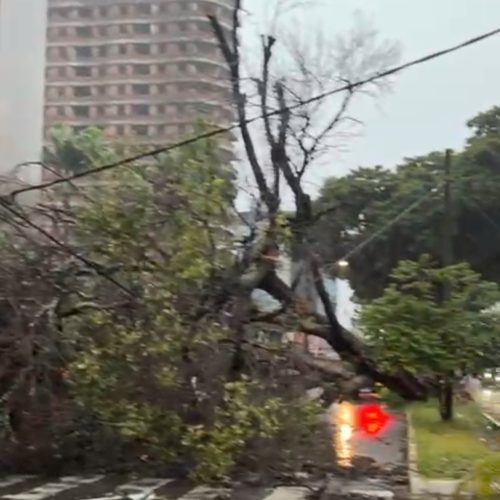 Árvore de grande porte cai e interdita Rua Mossoró com a Prudente de Morais em Natal