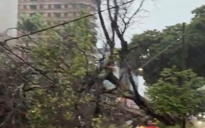 Árvore de grande porte cai e interdita Rua Mossoró com a Prudente de Morais em Natal